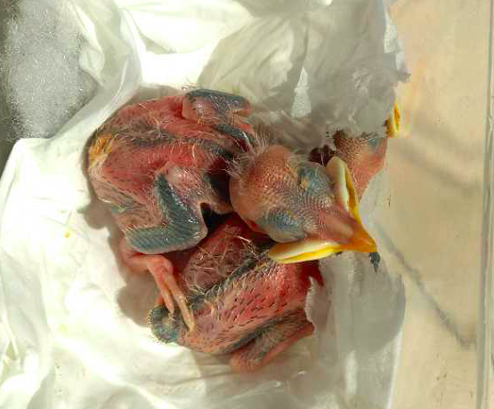 5天大小八哥鸟图片