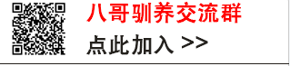 怎么训练八哥鹩哥鹦鹉鸟儿放飞叫远而且 鸟儿不会逃跑不会飘鸟？