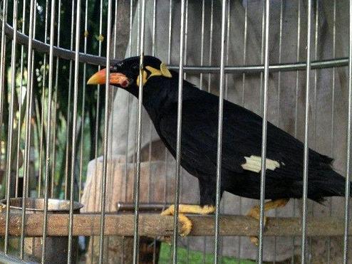 八哥鹩哥鹦鹉鸟类除了吃饲料外还需要喂水果蔬菜，有什么不能吃的忌口不能吃的？