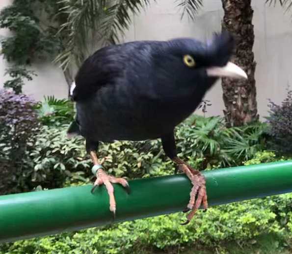 林八哥与黑八哥对比