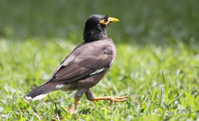 一只海南八哥飞进我家，一直跟着我怎么办？