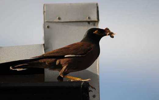 海八哥适合的多少温度