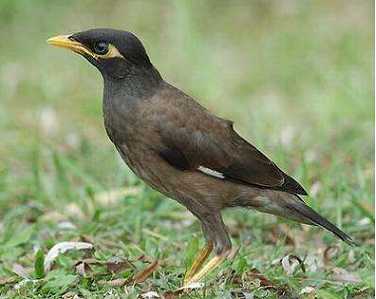 海南八哥学话能力怎样?