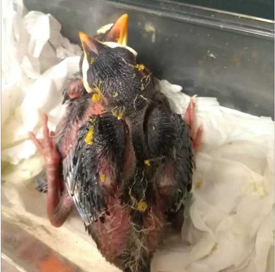 怎样鉴别八哥的雏鸟