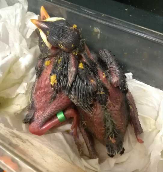 小八哥雏鸟要怎么喂水和喂食，每天要喂几次水和食？