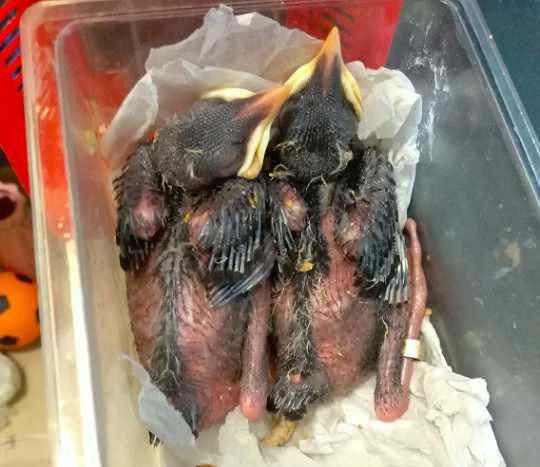 黑八哥幼鸟怎么喂养