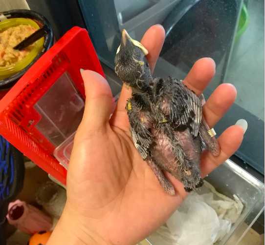 海南八哥和八哥谁大