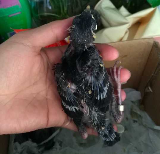 海南八哥雏鸟怎么养？