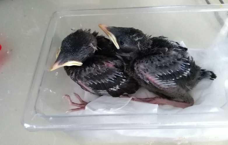 林八哥和海南八哥哪个好