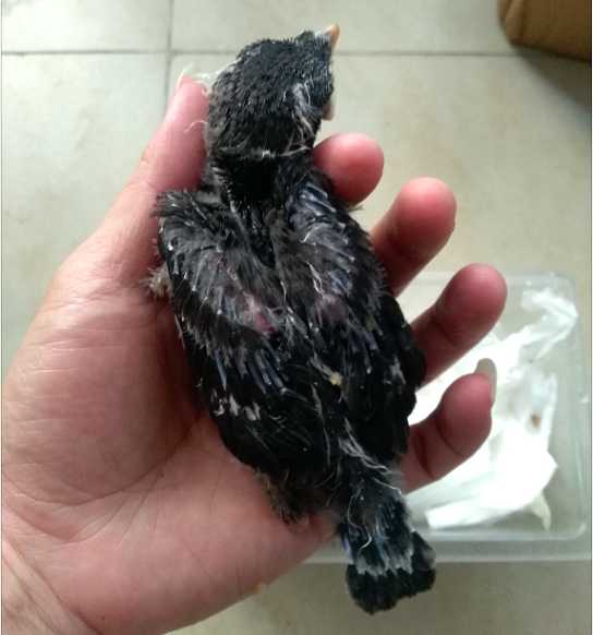 雏八哥拉稀没精打采怎么办