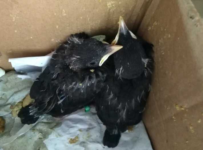 我6号发现了一窝八哥幼鸟，已经孵出了两只还有两个蛋，要多久能人工喂养怎么能分出公母？