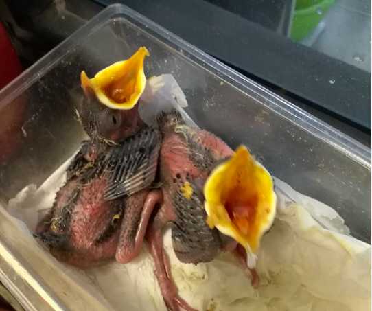 八哥幼鸟吃什么