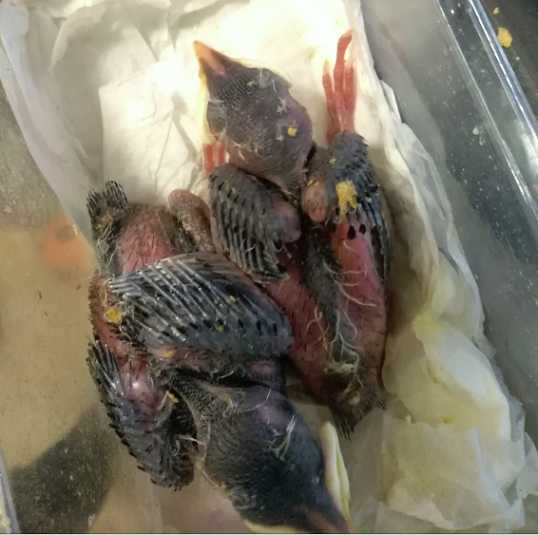 林八哥与黑八哥对比