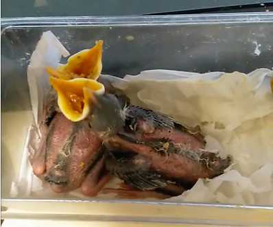 怎样分变林八哥鸟