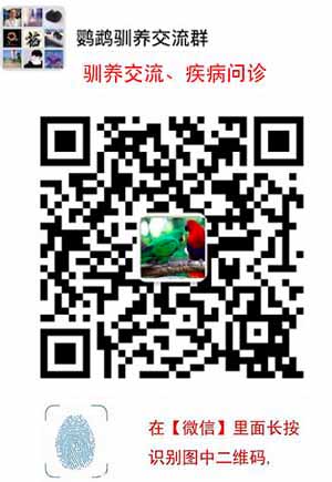 我的鹩哥站不稳,撞笼,怎么回事